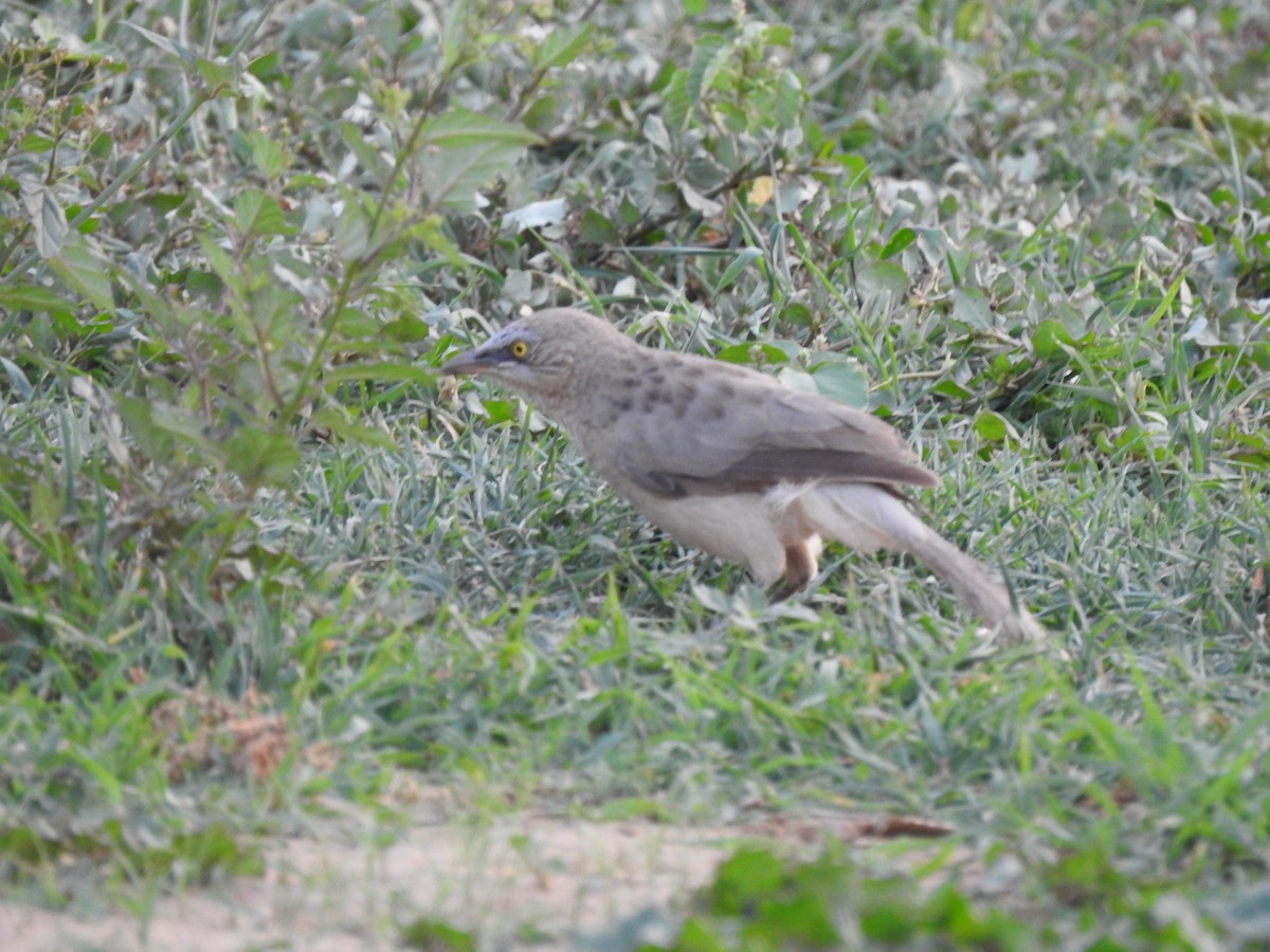 Large Gray Babbler - ML402579531