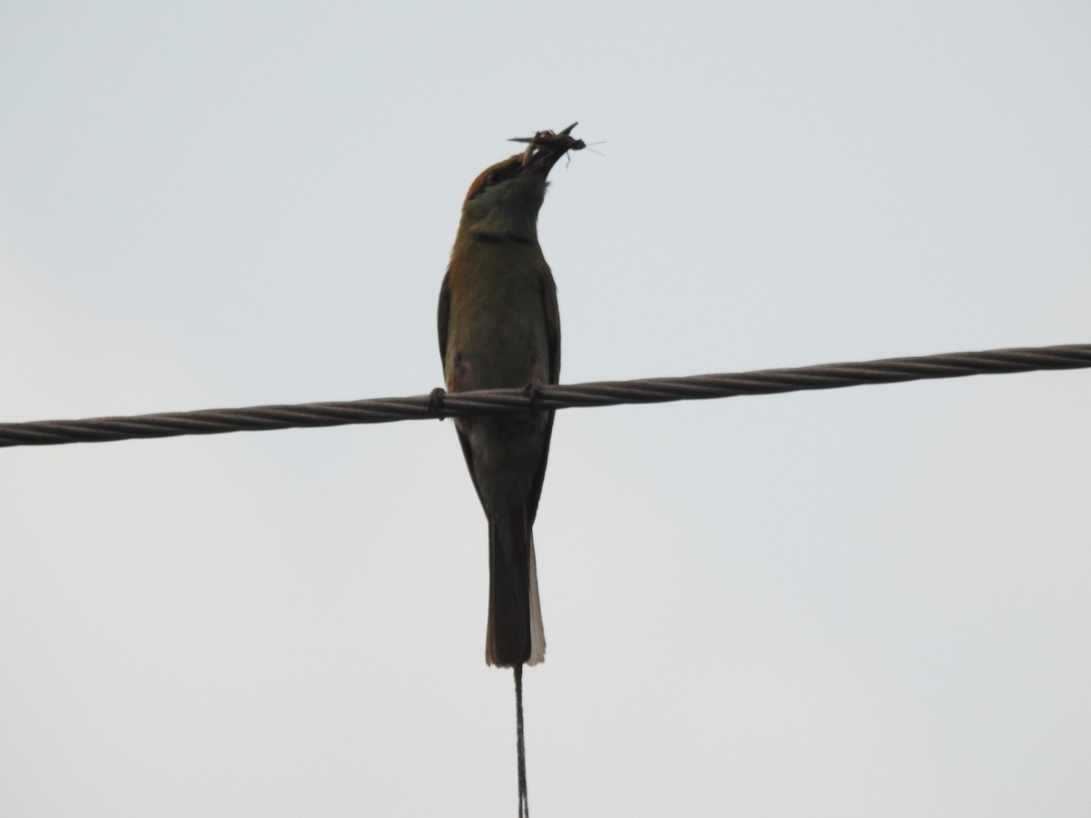 Asian Green Bee-eater - BiRdeR BäBä