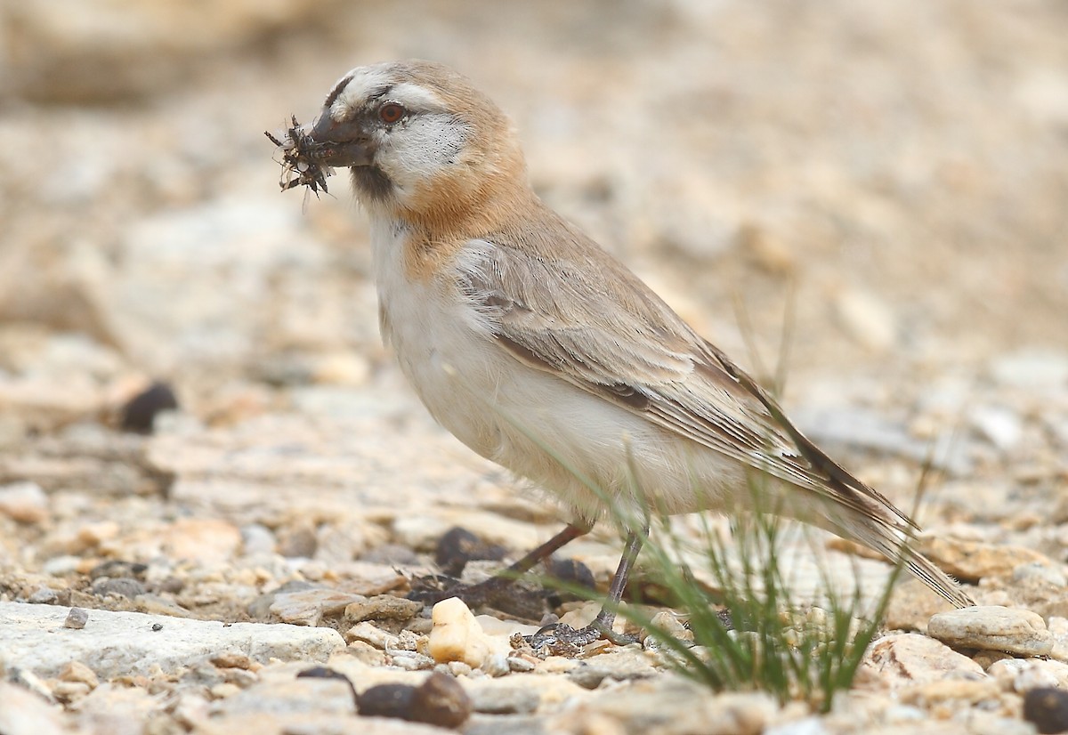 Blanford's Snowfinch - ML402580481