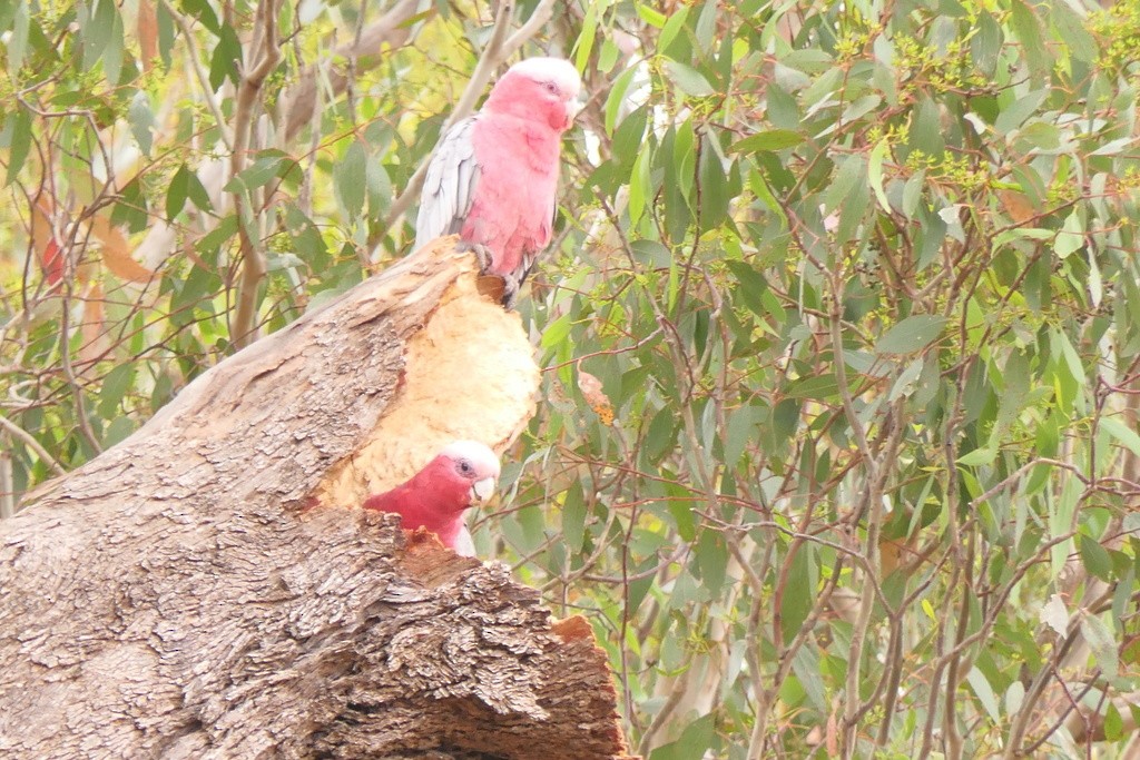 rosenkakadu - ML402580631