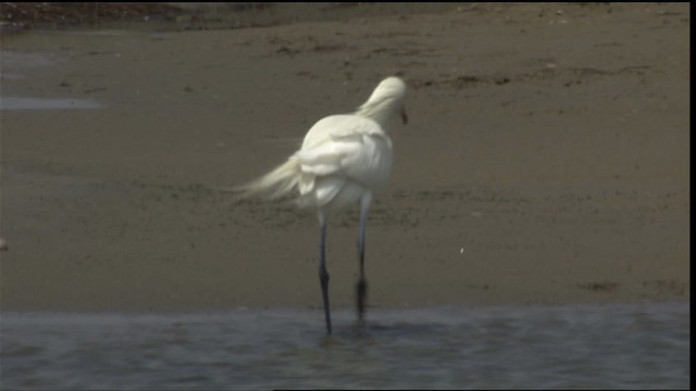 Reddish Egret - ML402582