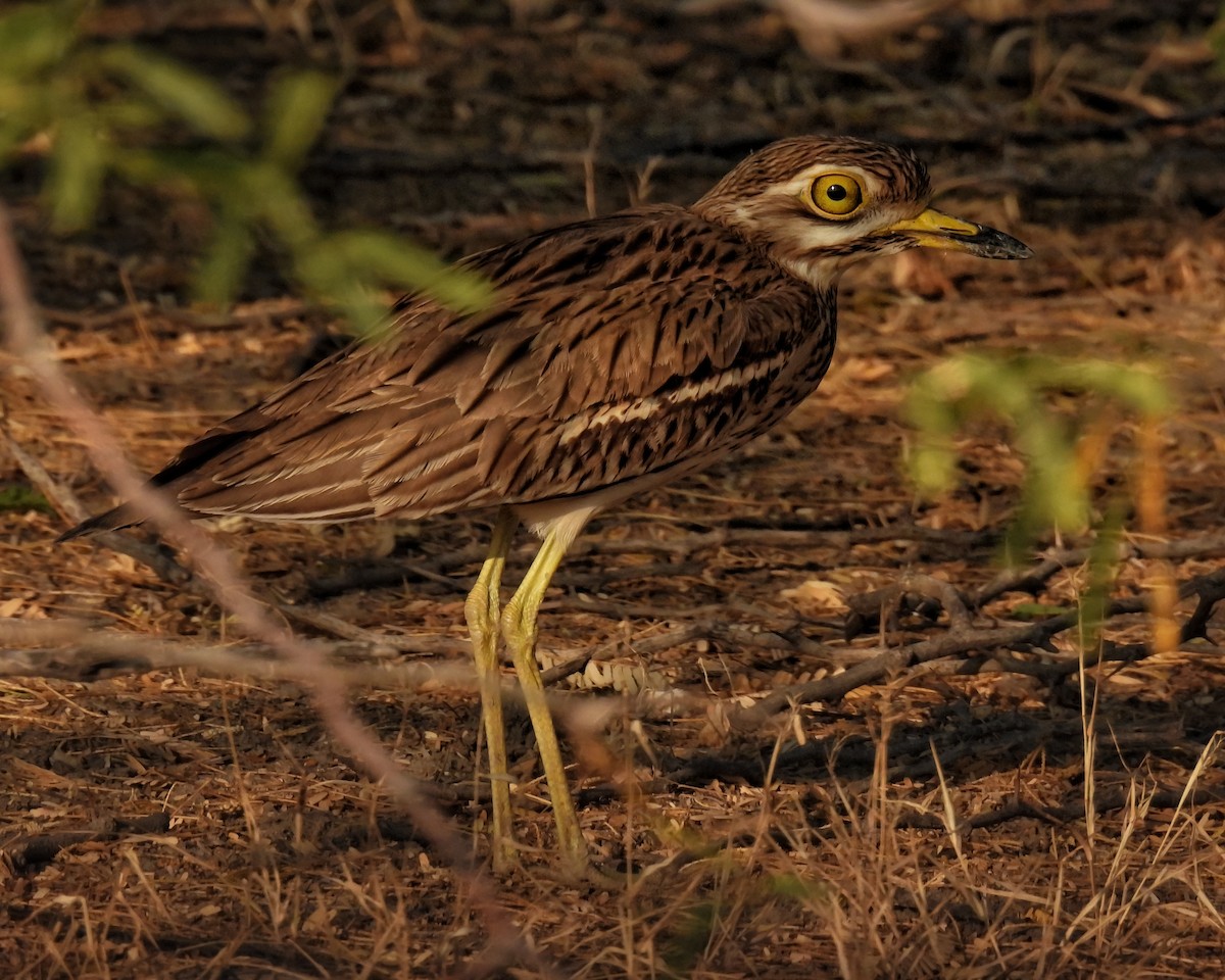 Indian Thick-knee - ML402582241