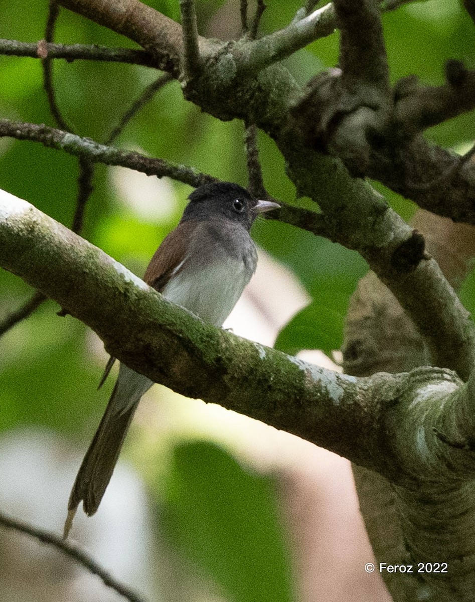 japanparadismonark - ML402582641