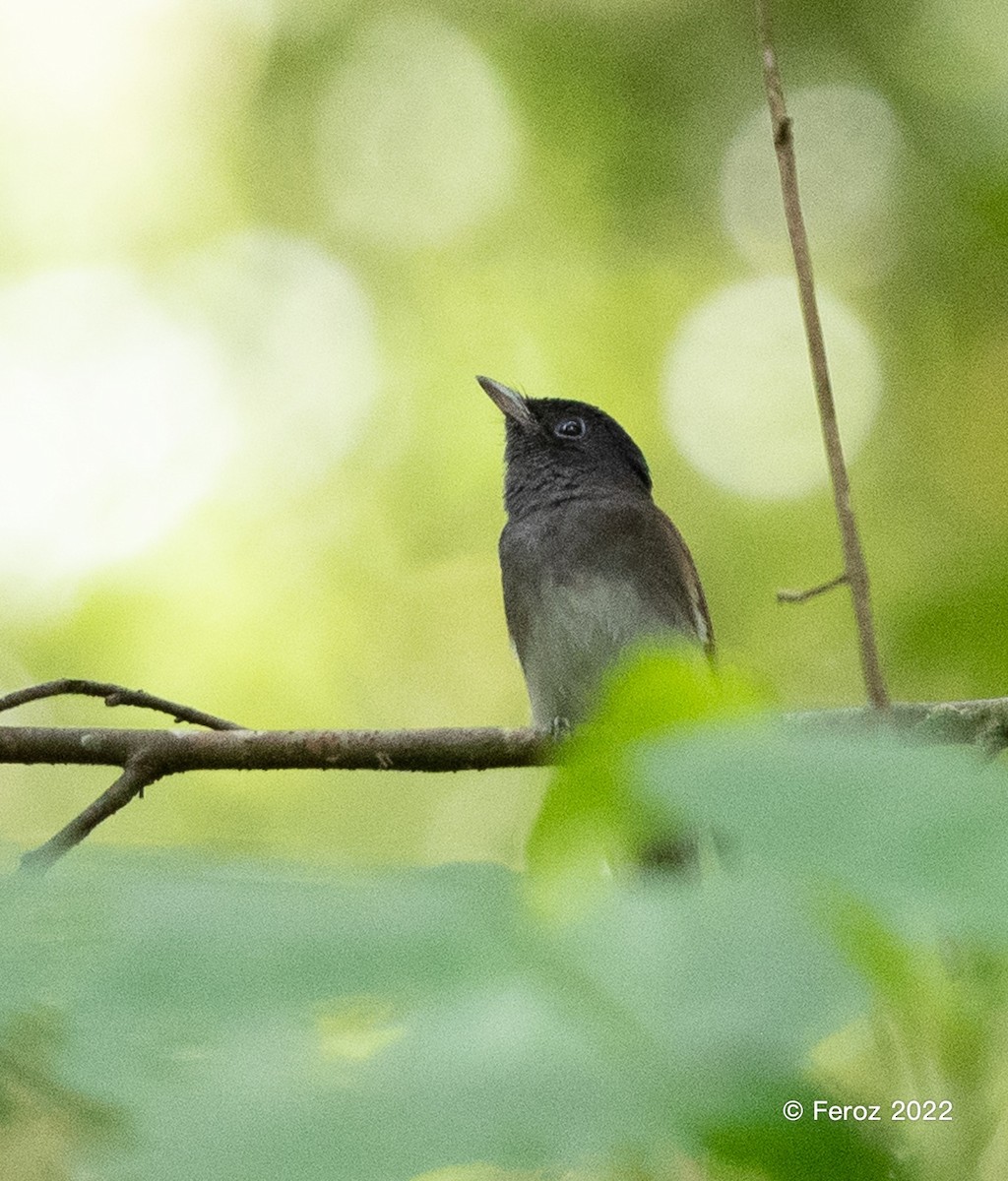 japanparadismonark - ML402582661