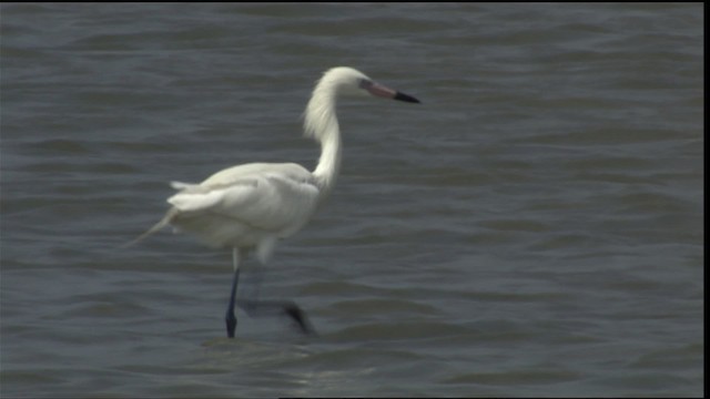 Reddish Egret - ML402583