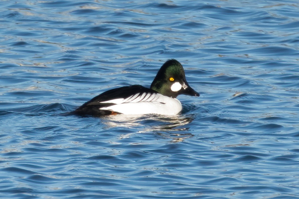 Common Goldeneye - ML402584331