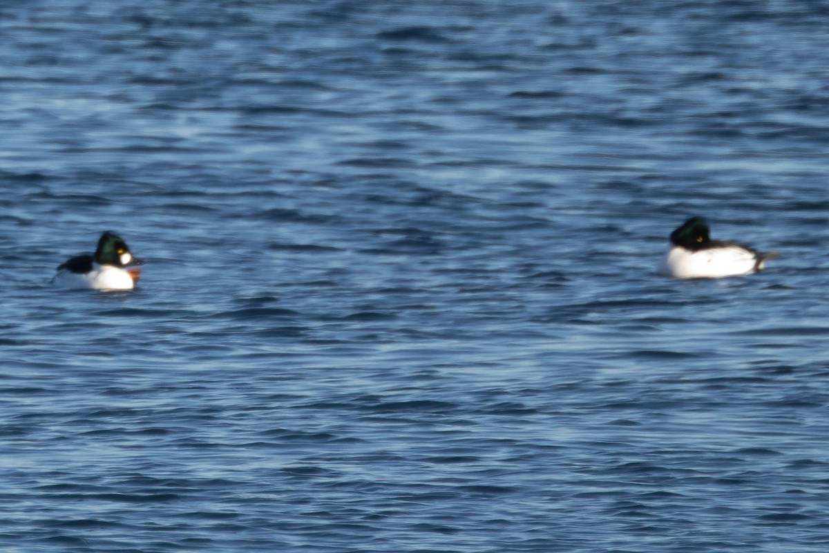 Common Goldeneye - ML402584341