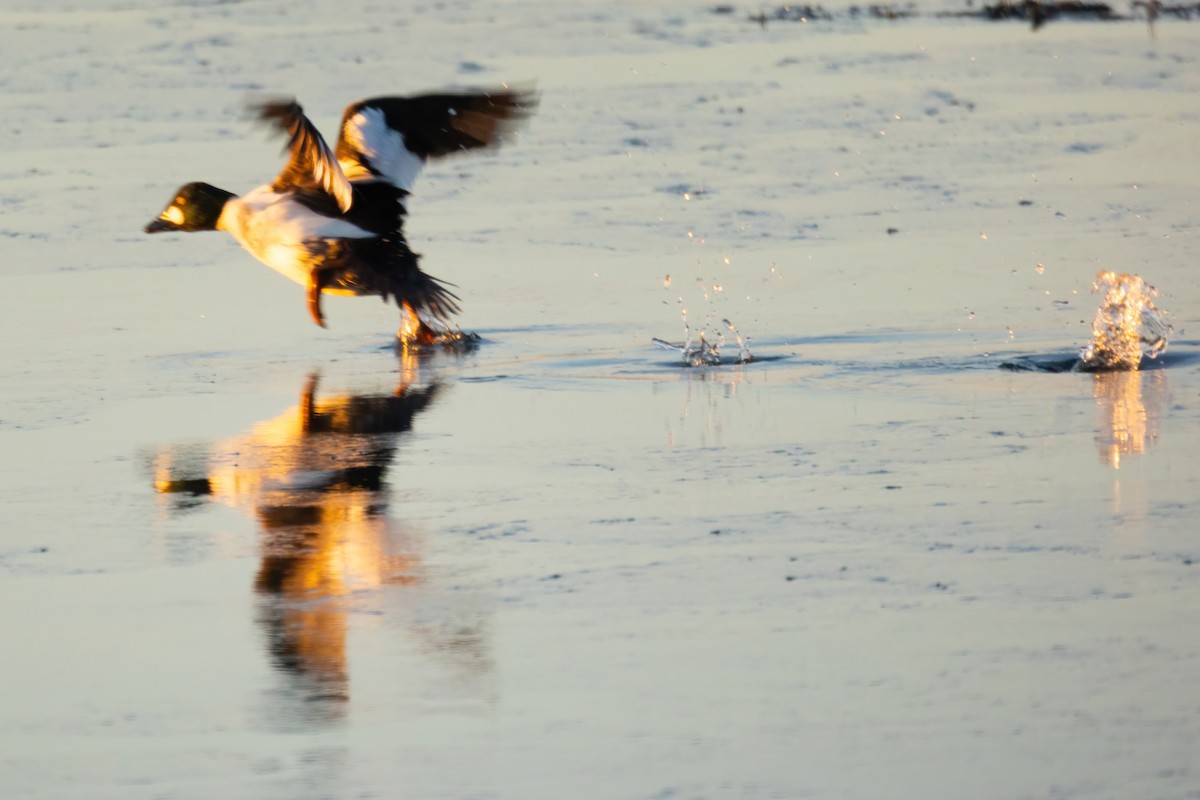 Common Goldeneye - ML402584481