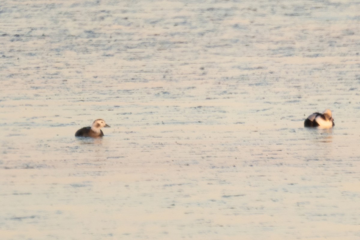 Long-tailed Duck - ML402584511