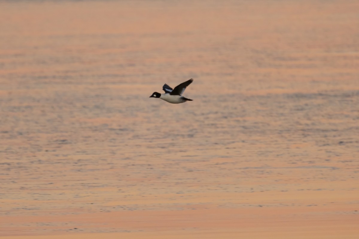 Common Goldeneye - ML402584541