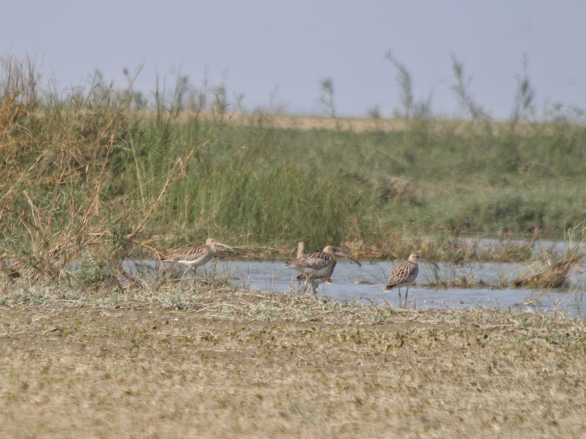 Eurasian Curlew - Anamul Hassan