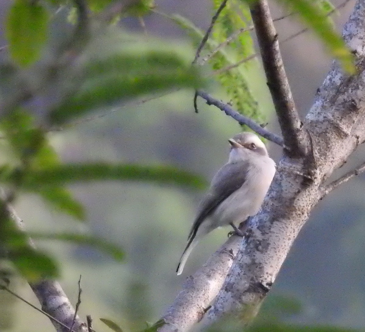 Common Woodshrike - ML402586691