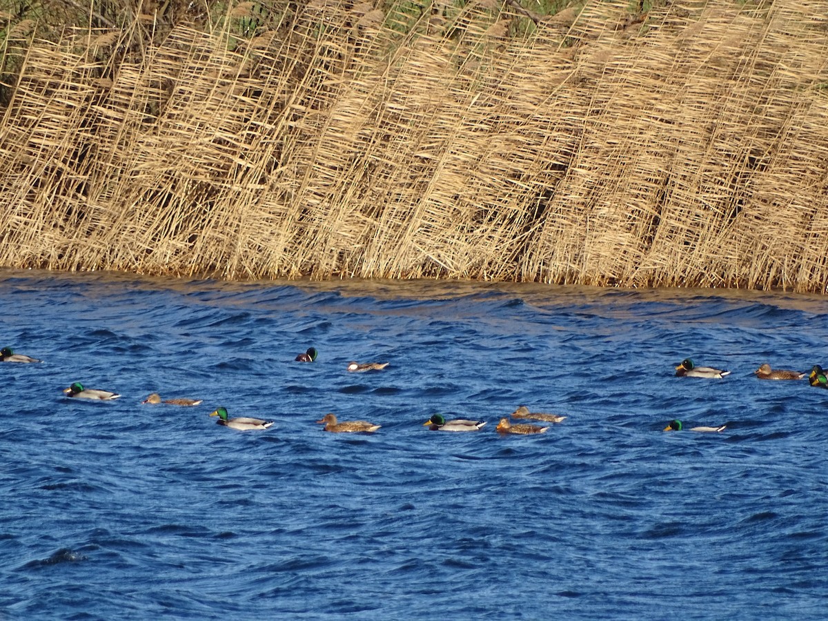 White-cheeked Pintail - Ruben Holland