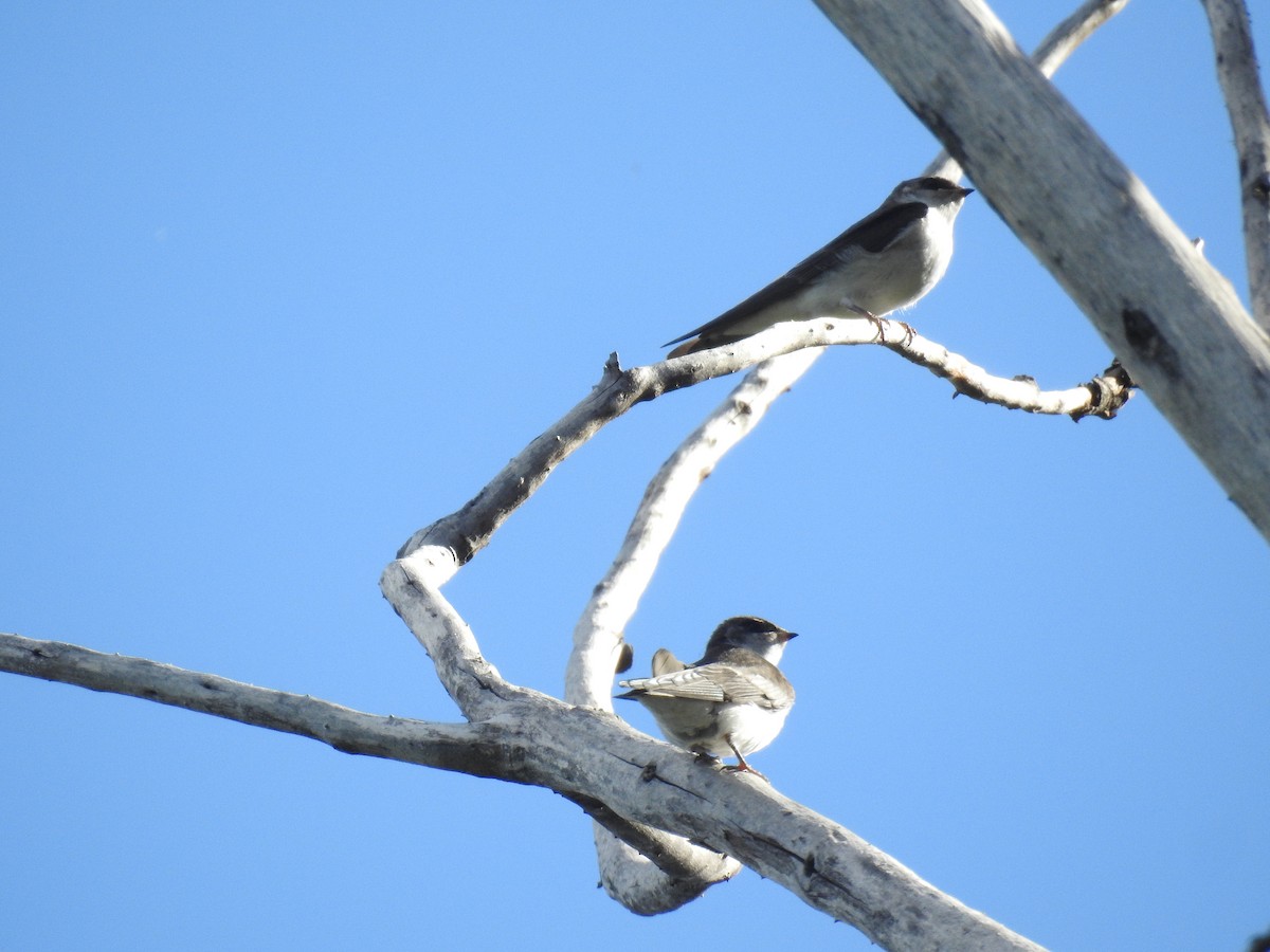 Violet-green Swallow - ML402588441