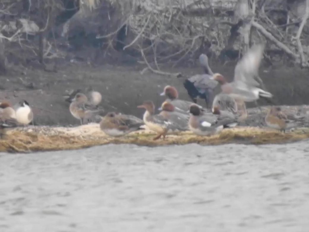 Red-breasted Merganser - Anonymous