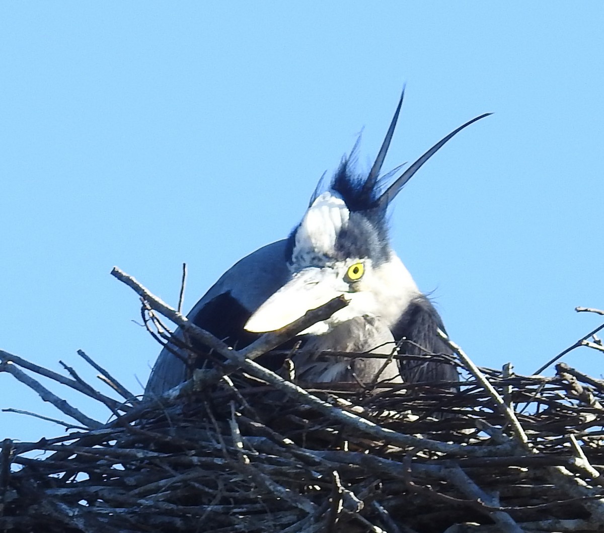 Great Blue Heron - ML402589821