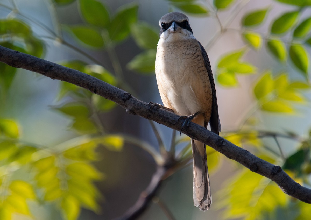 Brown Shrike - ML402590651