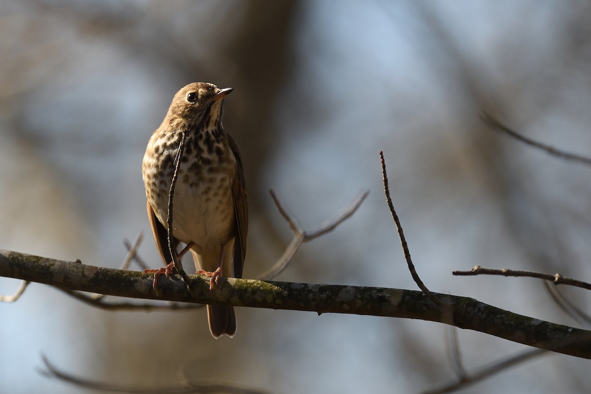 Hermit Thrush (faxoni/crymophilus) - ML402590671