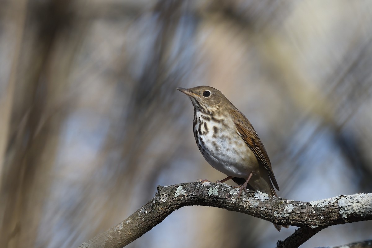 Hermit Thrush (faxoni/crymophilus) - Vern Wilkins 🦉