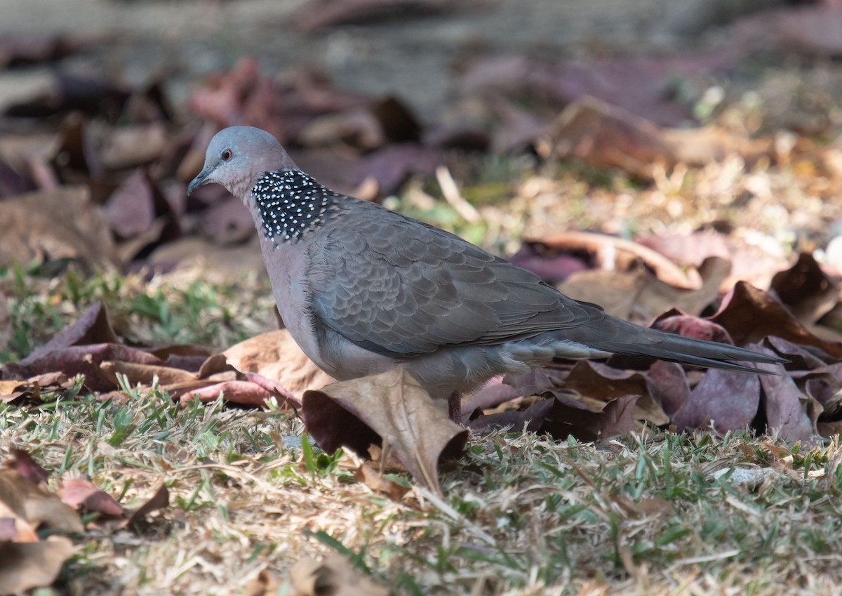 Spotted Dove - ML402590721