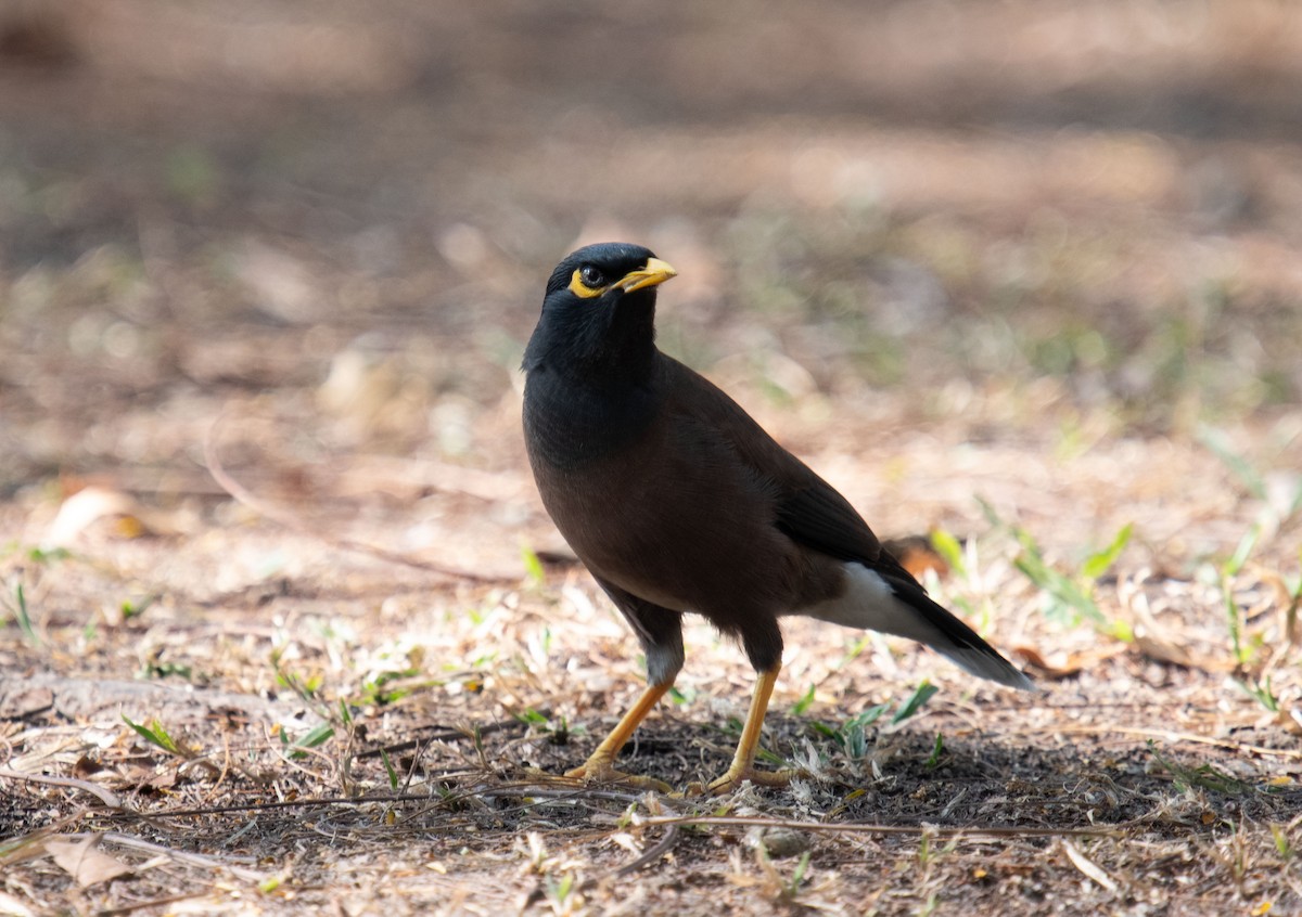 Common Myna - ML402590751