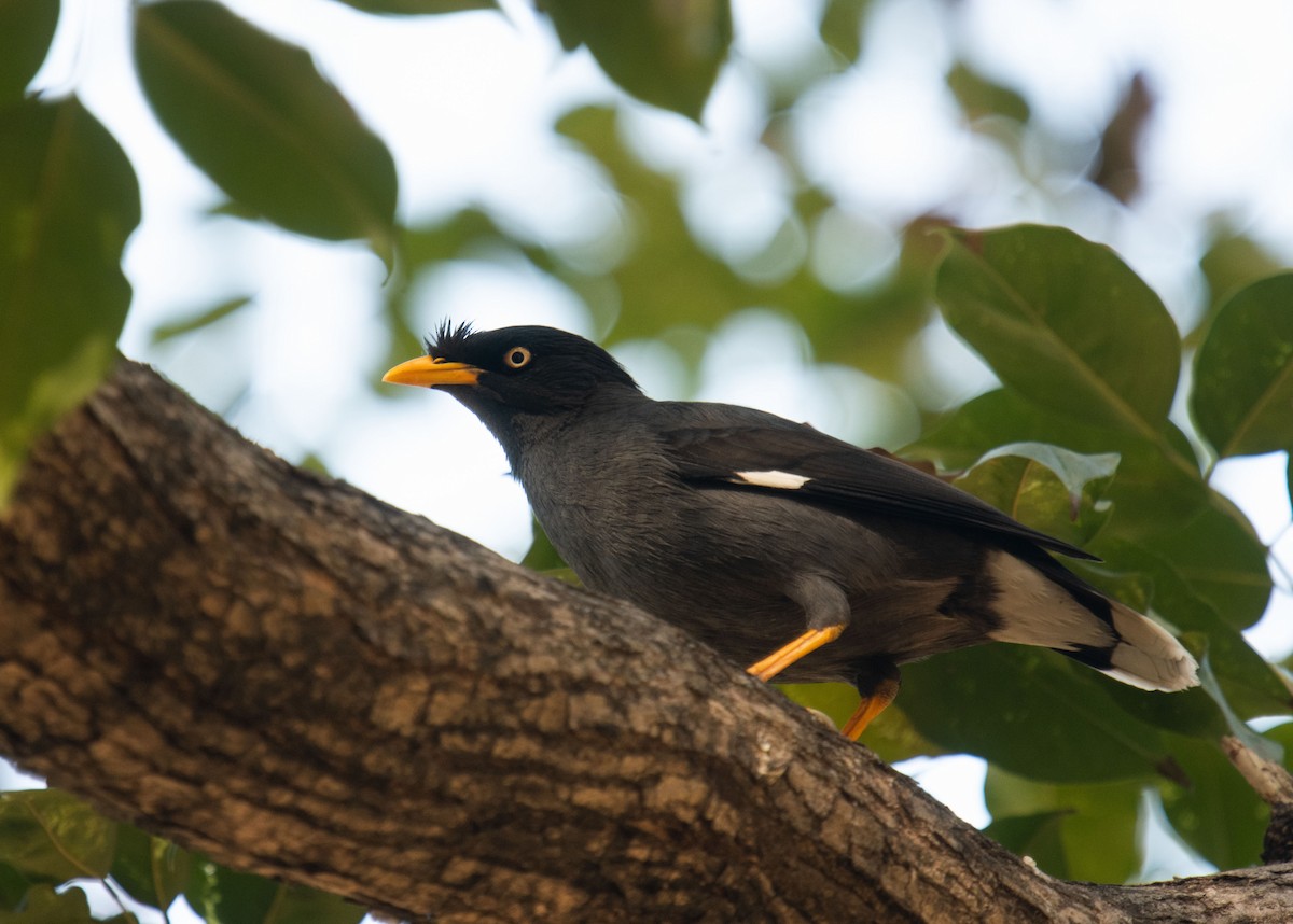 Javan Myna - ML402590801