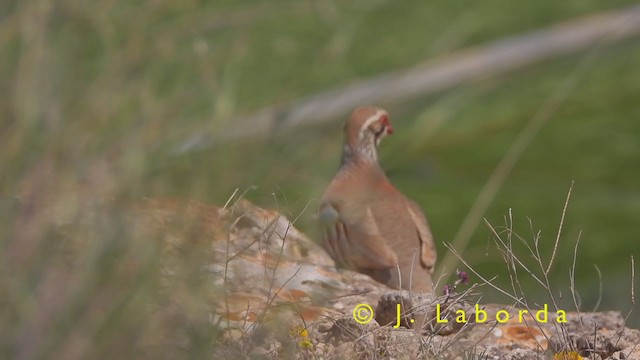 Red-legged Partridge - ML402590821