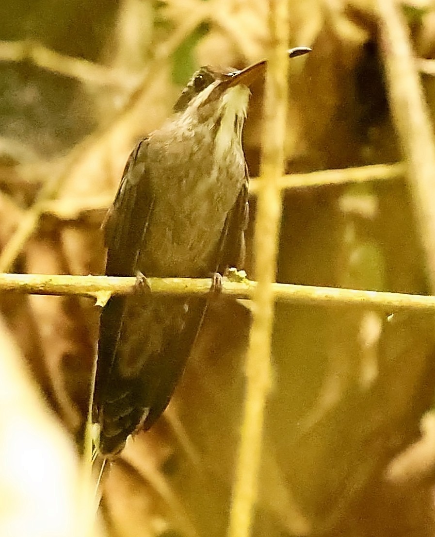 White-bearded Hermit - ML402591421