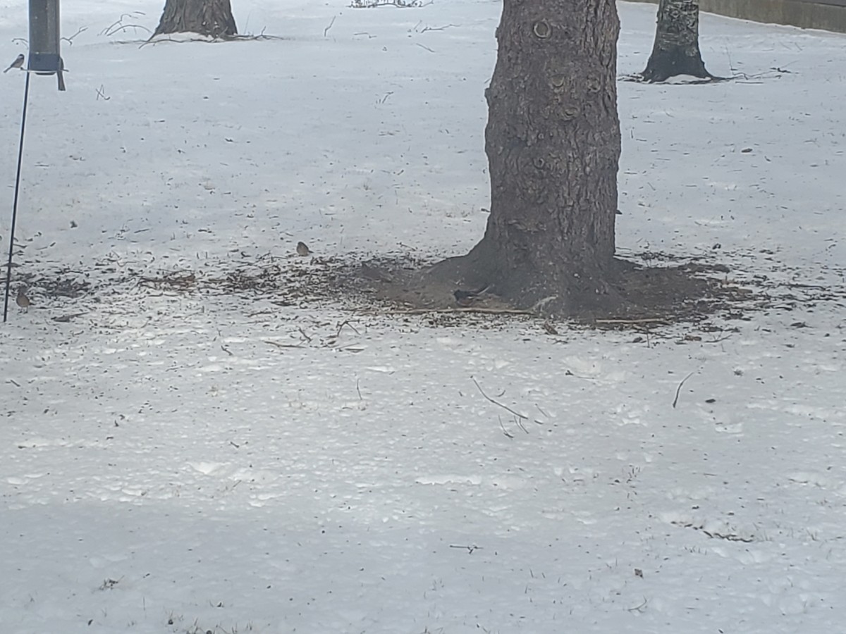 Spotted x Eastern Towhee (hybrid) - ML402592481