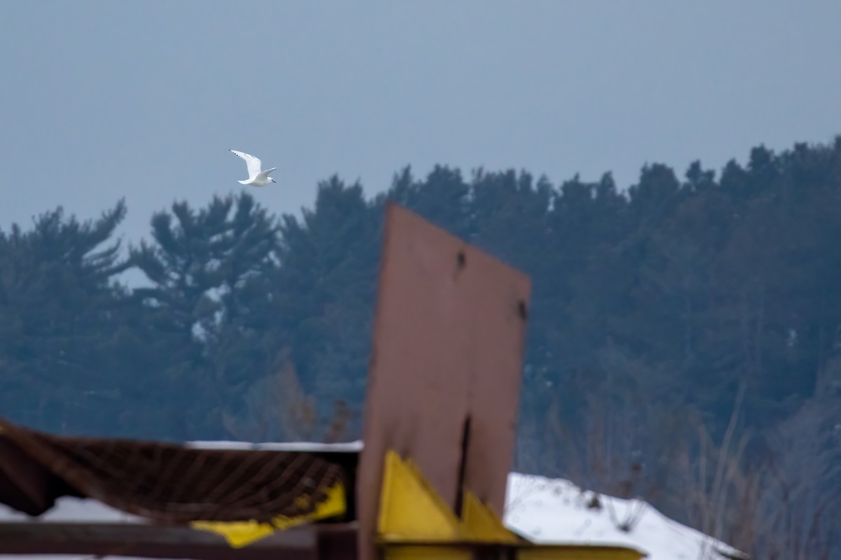 Ivory Gull - ML402592531