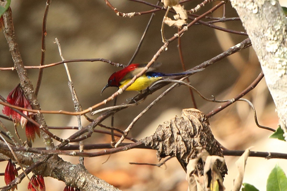 Mrs. Gould's Sunbird - ML402594631