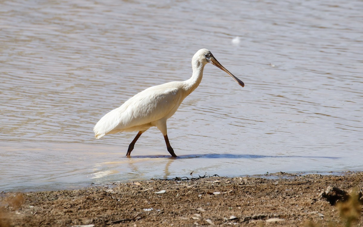 Yellow-billed Spoonbill - James Kennerley