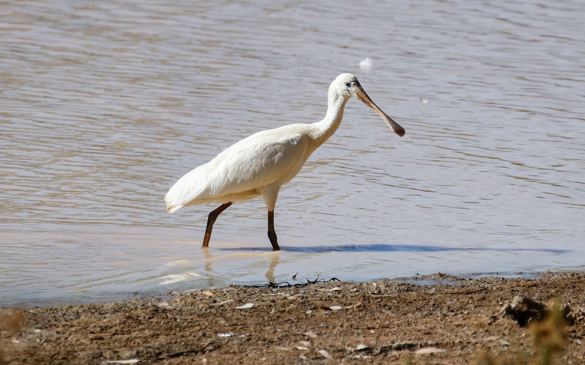 Yellow-billed Spoonbill - James Kennerley