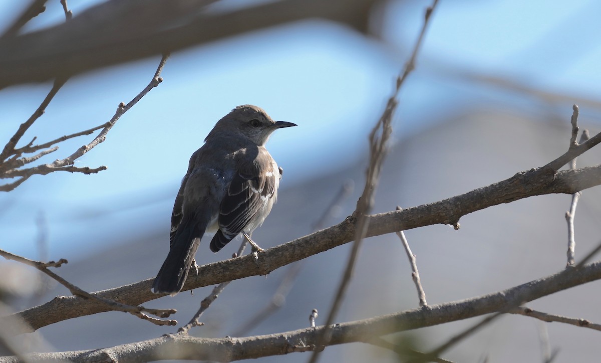 Northern Mockingbird - ML402596471
