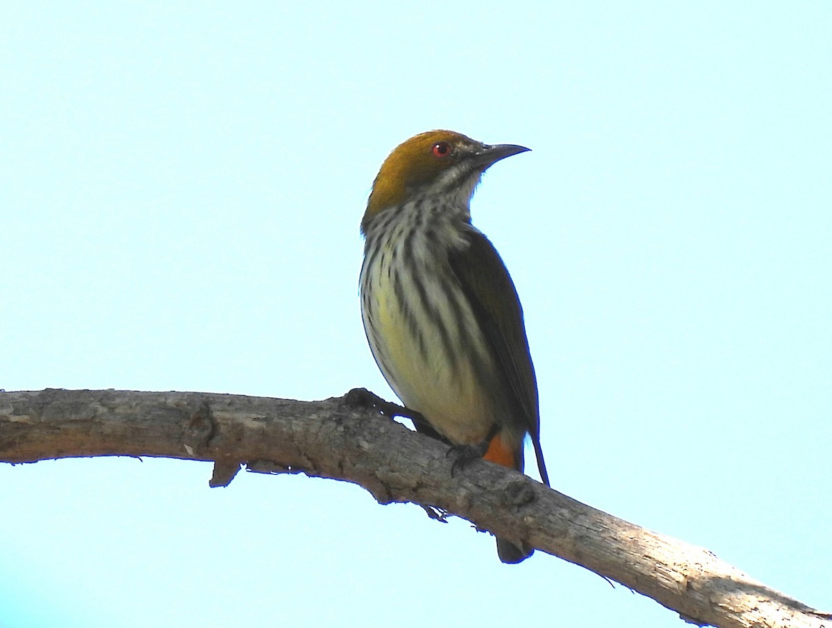 Yellow-vented Flowerpecker - ML402596591