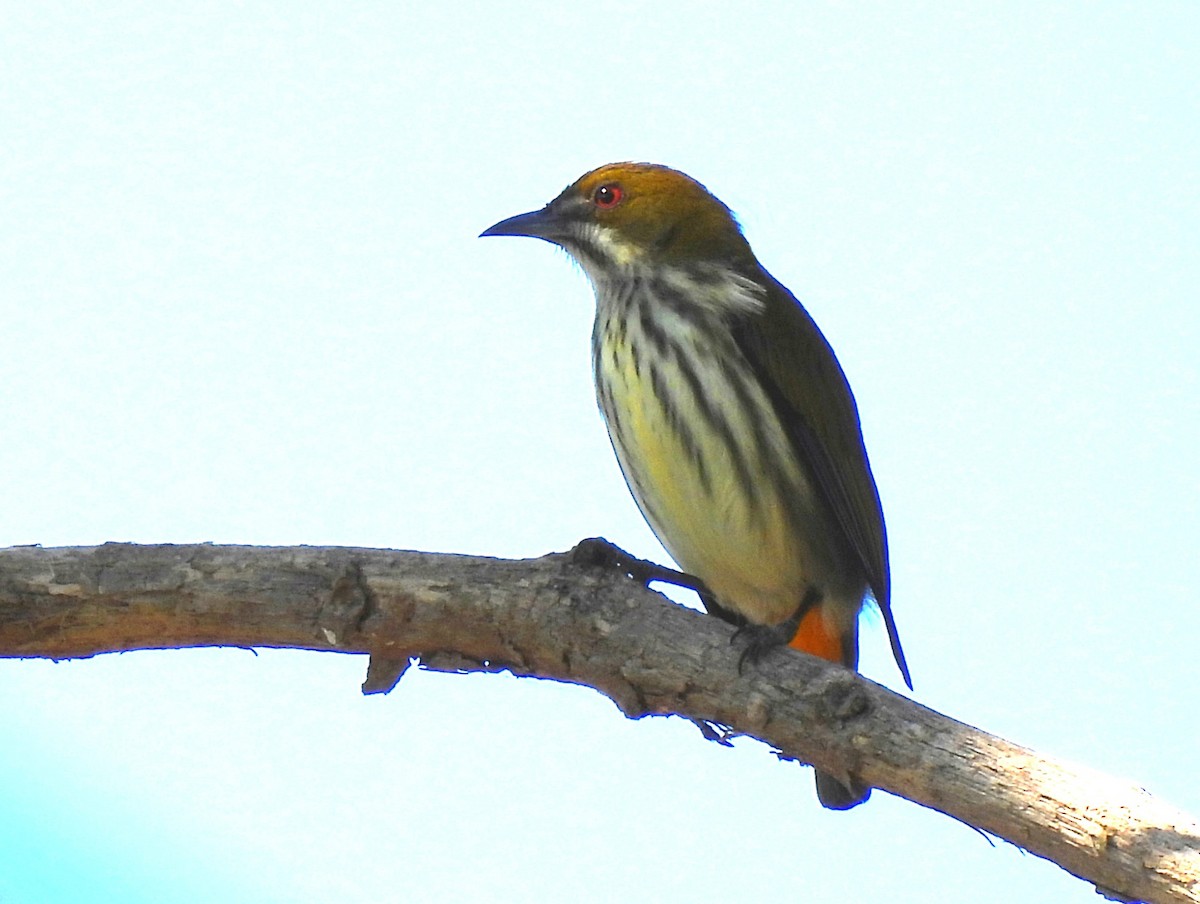 Yellow-vented Flowerpecker - ML402596621