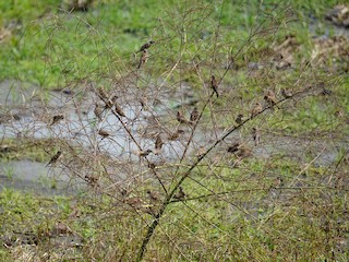 Flock - Eurasian Tree Sparrow
