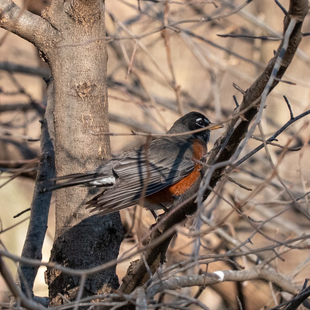 Zozo papargorria - ML402598171