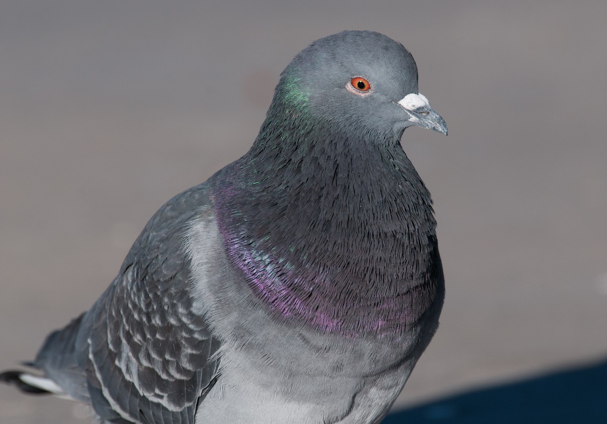 Rock Pigeon (Feral Pigeon) - ML402598881