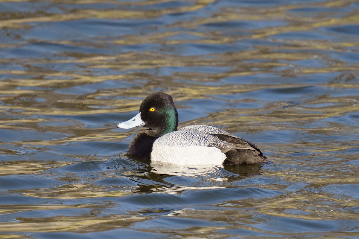 Lesser Scaup - Suzanne Schroeder