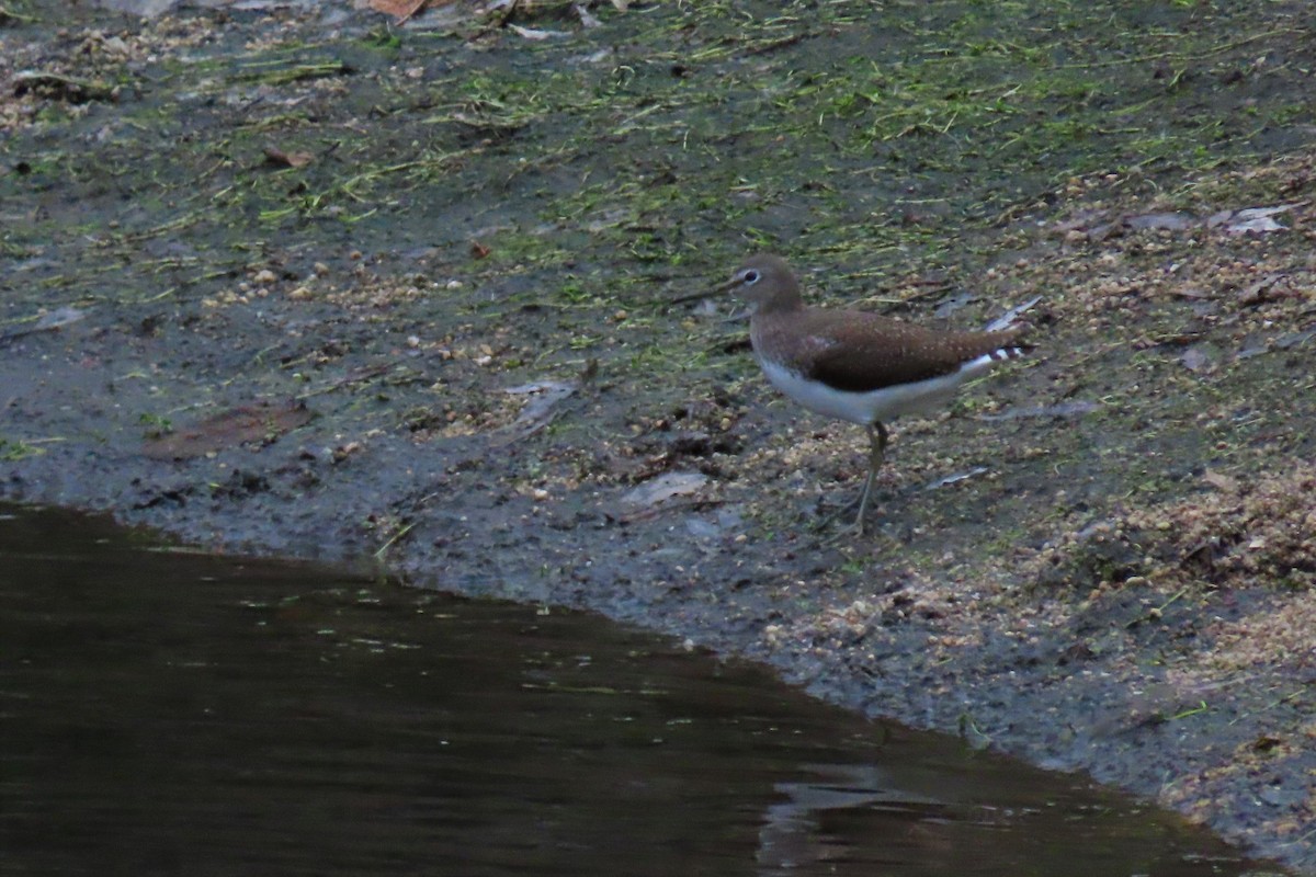 Green Sandpiper - ML402601371