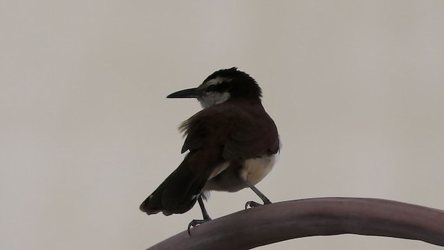 Bicolored Wren - ML402602331