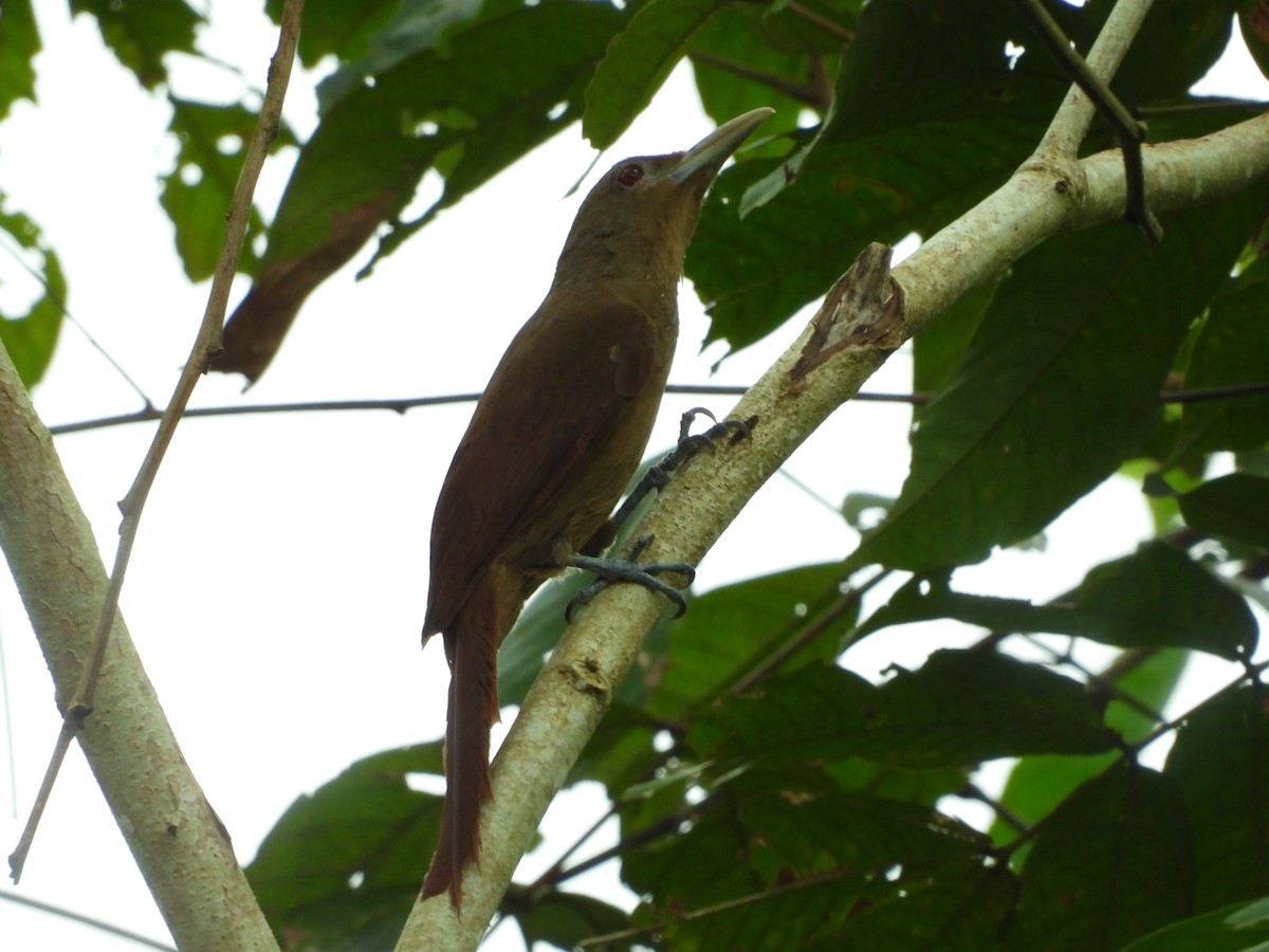 Cinnamon-throated Woodcreeper - Jorge Galván