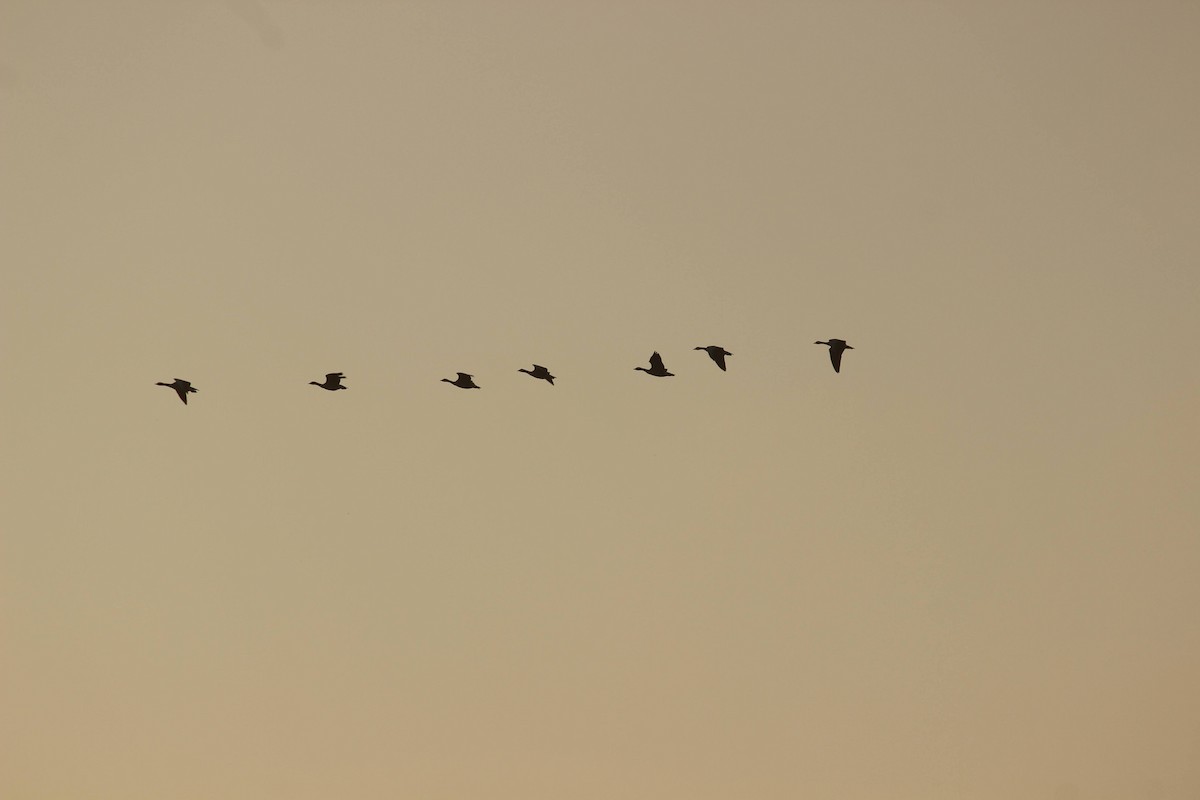 Bar-headed Goose - ML402604231