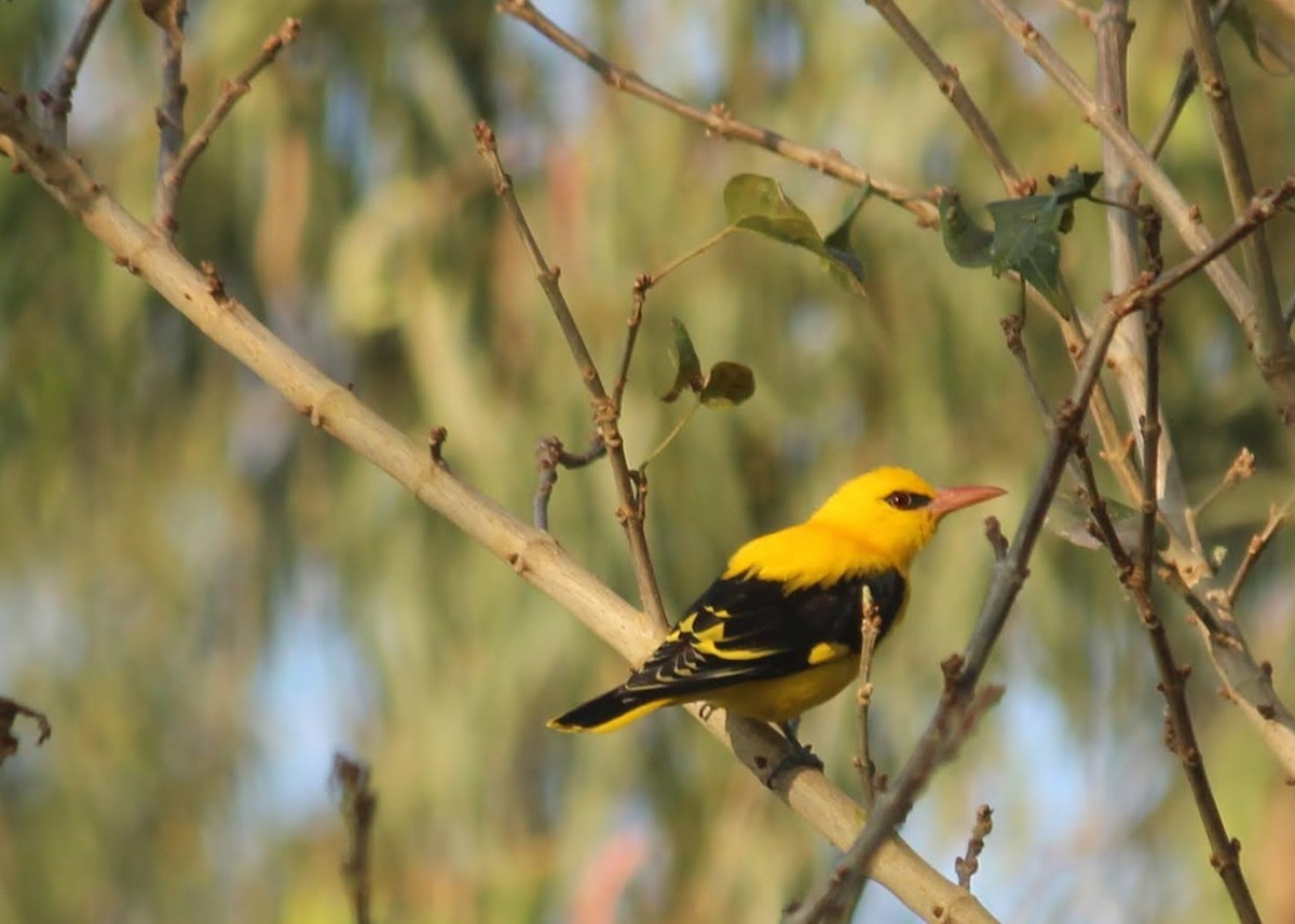 Indian Golden Oriole - ML402604421