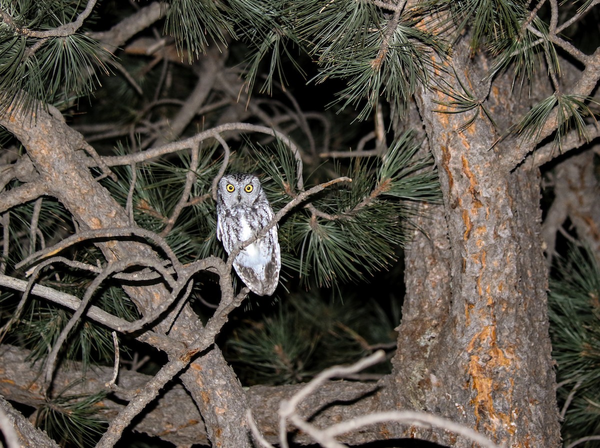 Western Screech-Owl - ML402604701