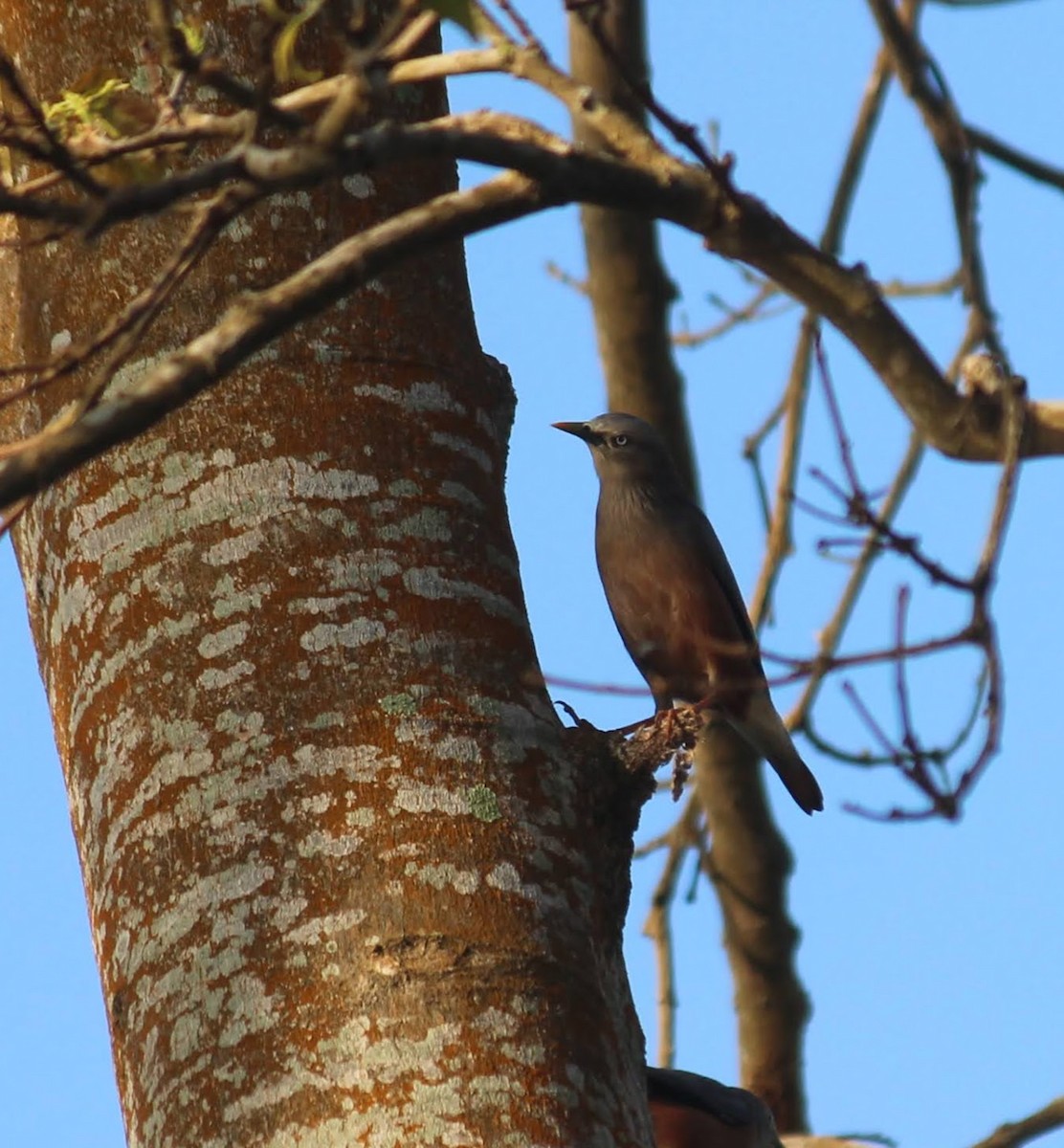 Chestnut-tailed Starling - ML402605701