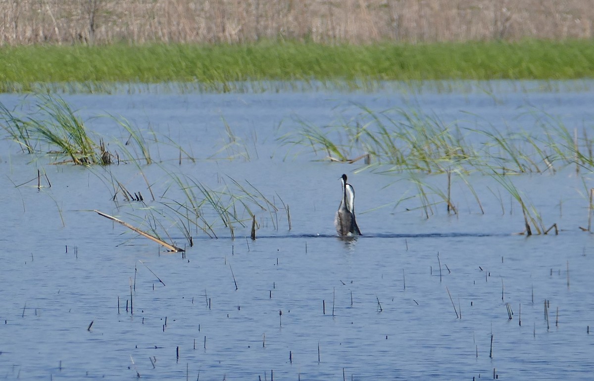 Western Grebe - Nancy Houlihan