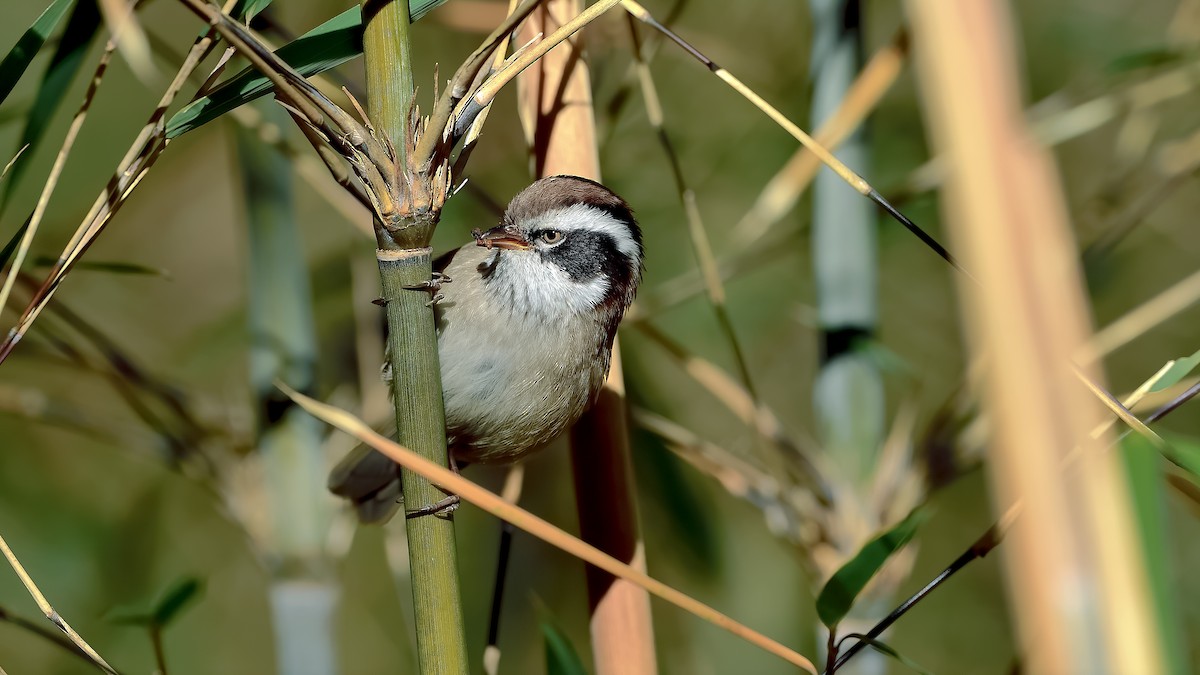 White-browed Fulvetta - ML402606411