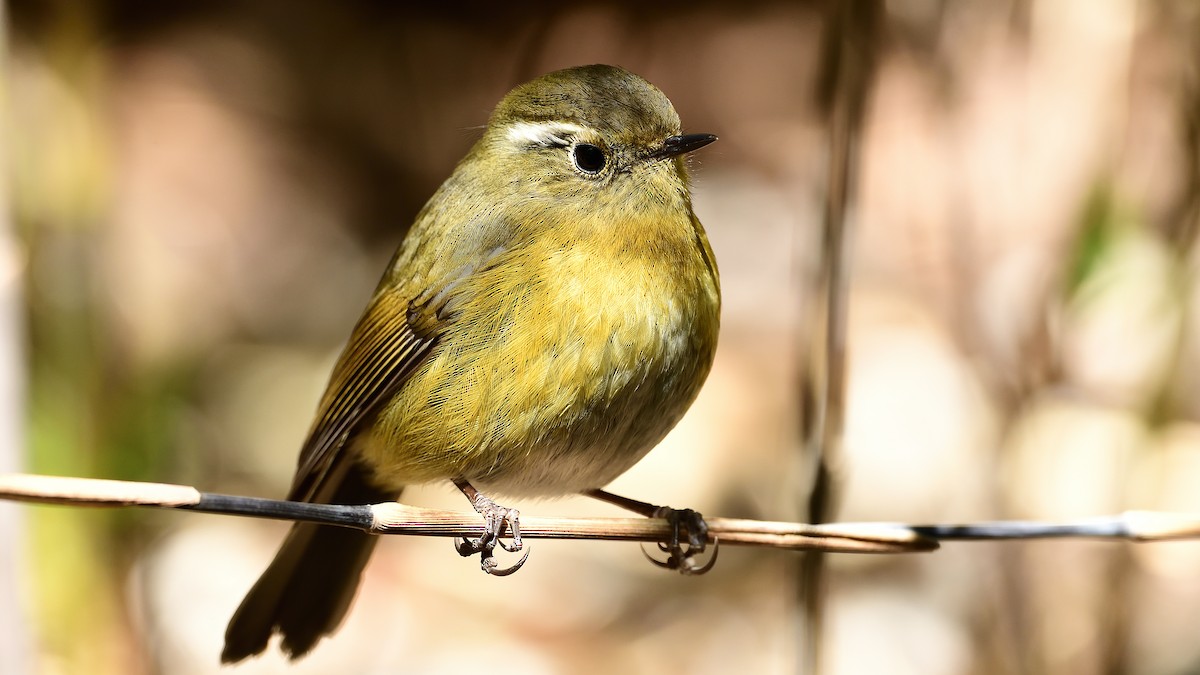 White-browed Bush-Robin - ML402606891